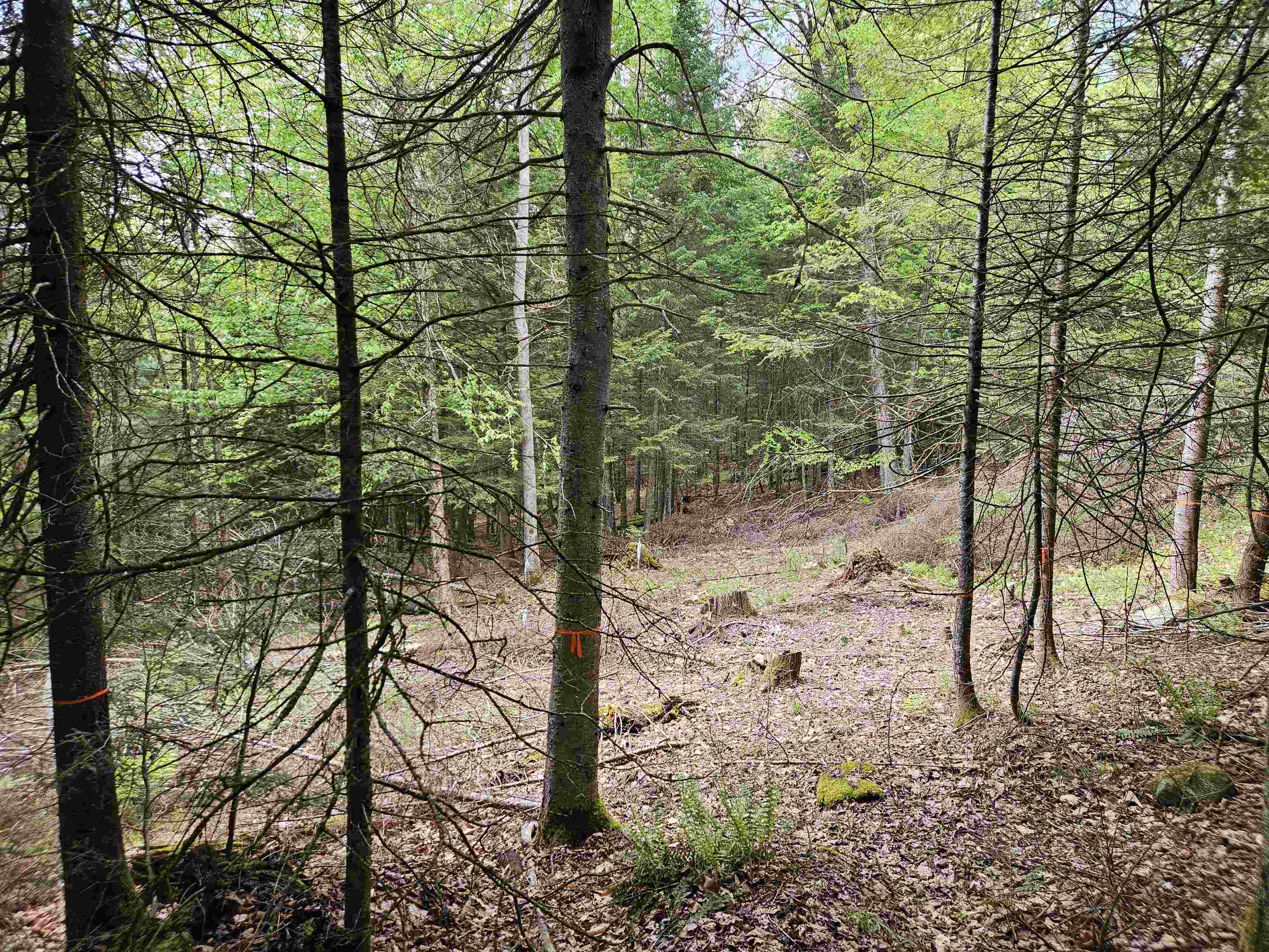 35 Langway Road Lyman, NH 03585 - Photo 4 of 6