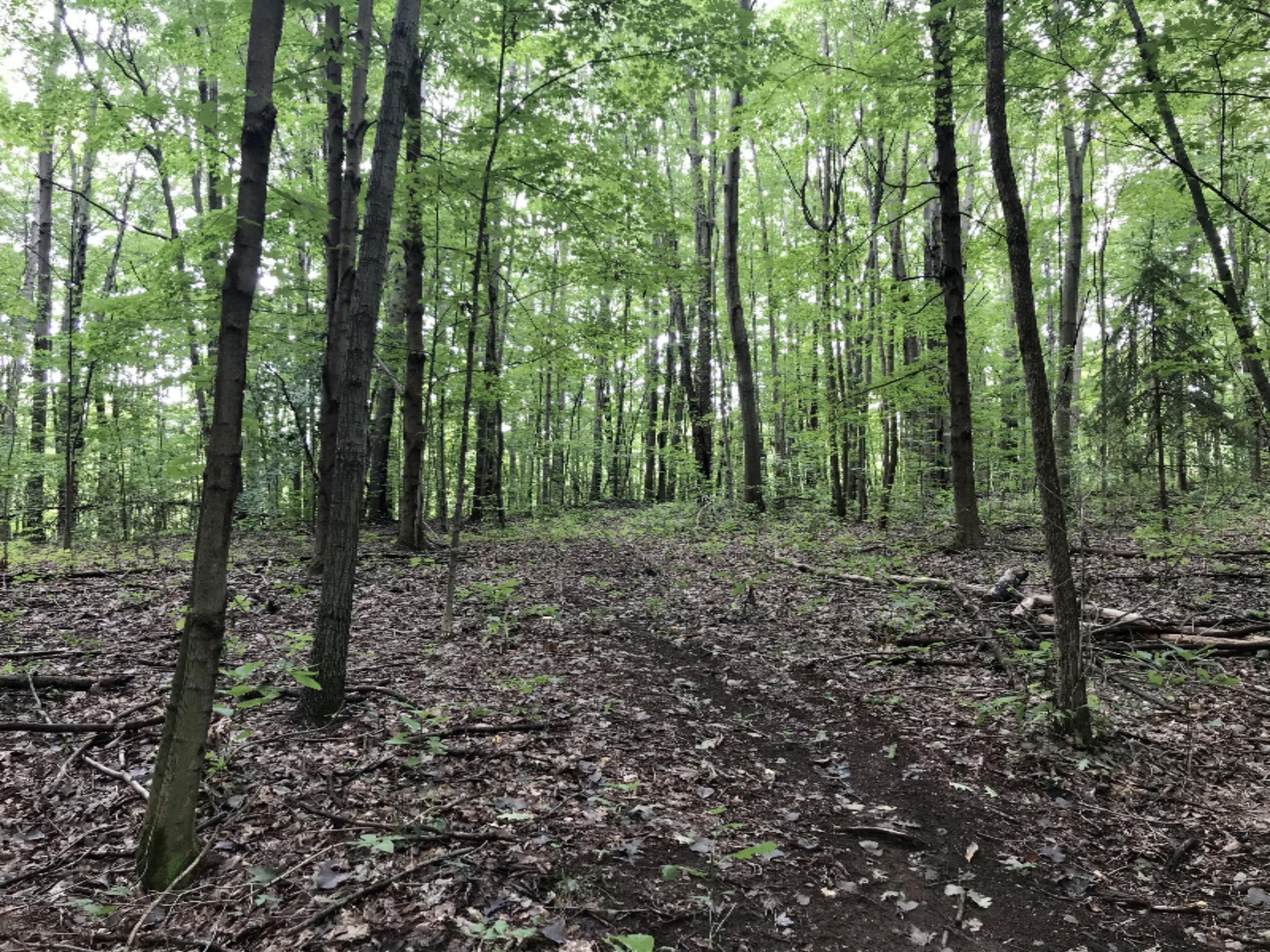 A Spring Hill Road Coloma, MI 49038 - Photo 15 of 29 55887A86-C5A7-42EE-AC0E-A744B8F30AB0