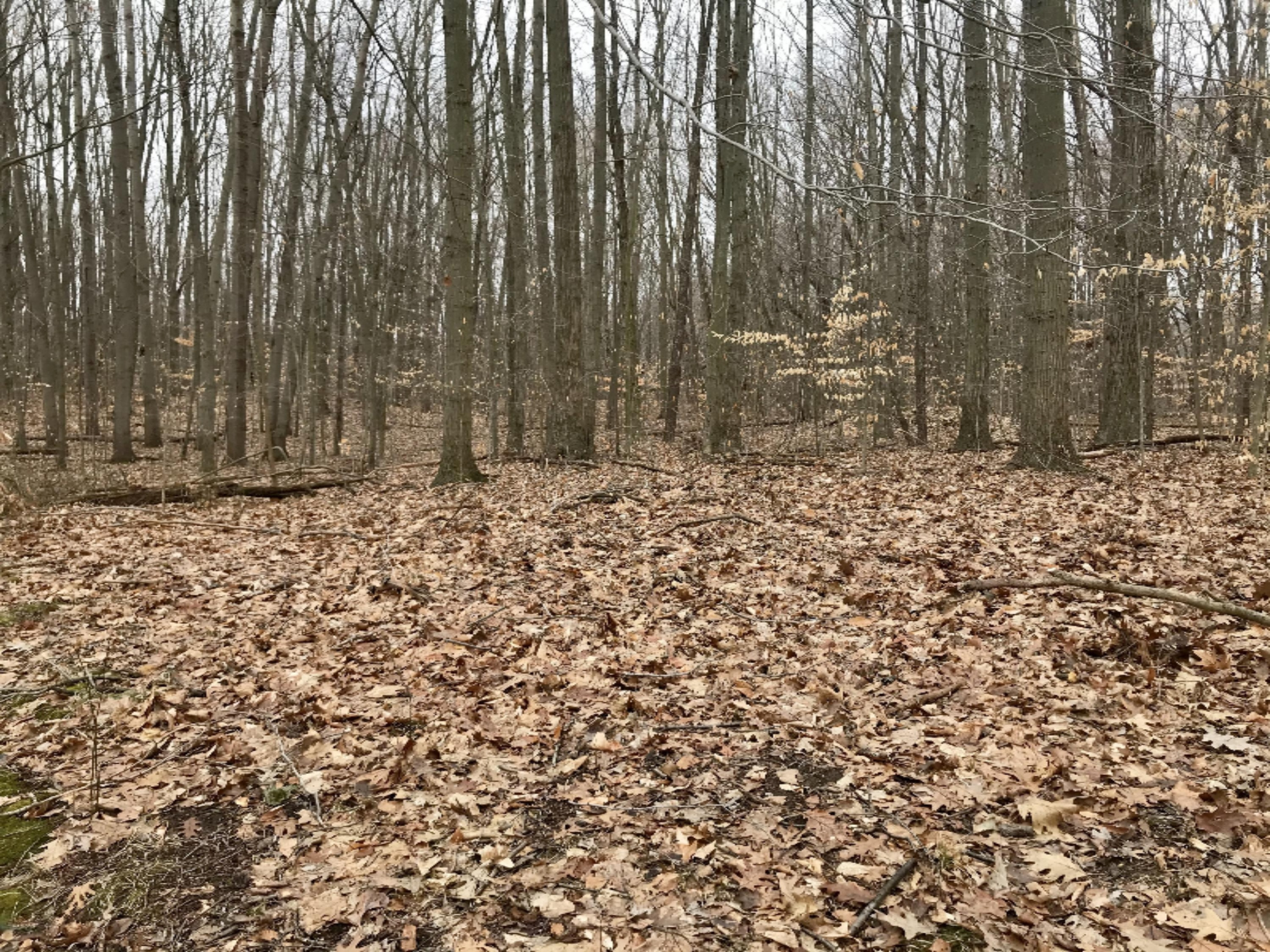 A Spring Hill Road Coloma, MI 49038 - Photo 25 of 29 IMG_E3246