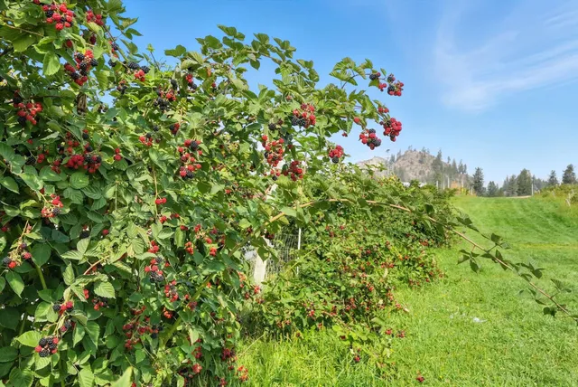 $6,750,000 | 38278 Angels Landing Road North, Ford, WA 99013