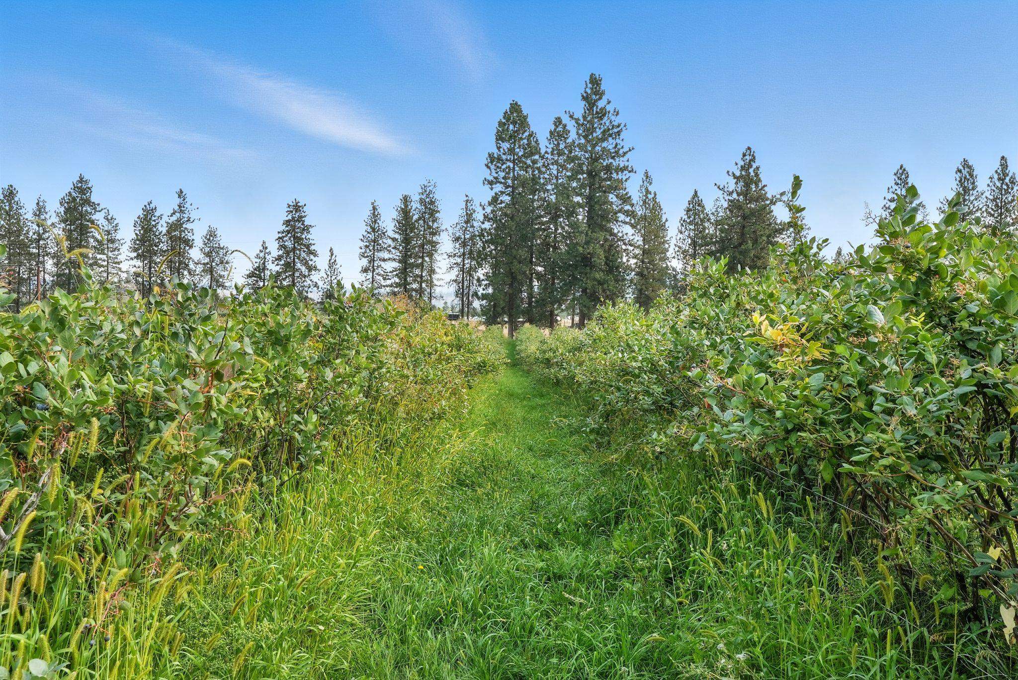 38278 Angels Landing Road North Ford, WA 99013 - Photo 5 of 42