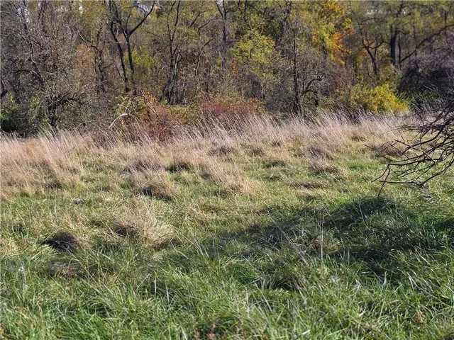 a view of a yard covered in trees