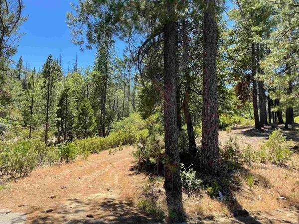 a view of a forest with trees