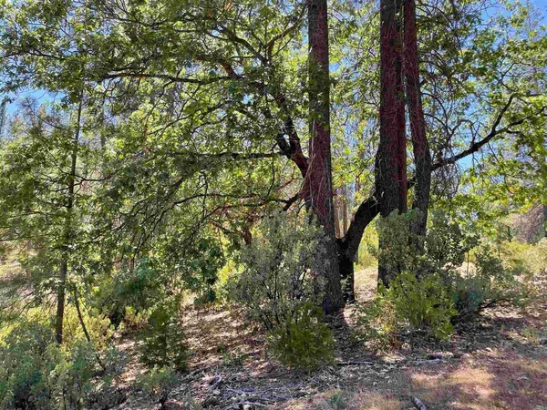 a view of a forest filled with trees