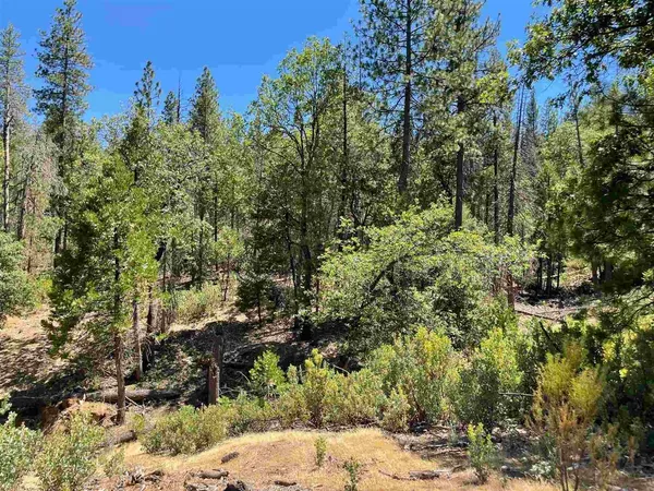 a view of a tree in a garden