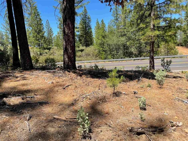 a view of a yard with plants and trees