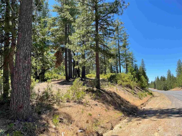 a view of a yard with plants and trees