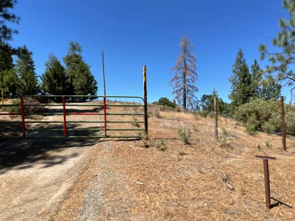 a view of a dry yard with trees