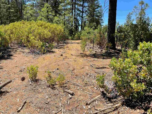 a view of a yard with plants and trees