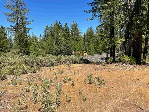 a view of a yard with trees