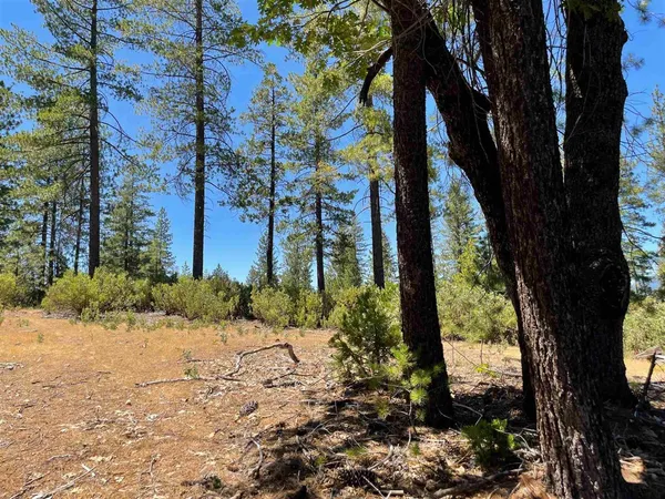a view of a yard with plants and trees