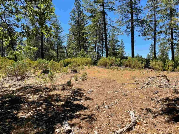 a view of a snow with a tree