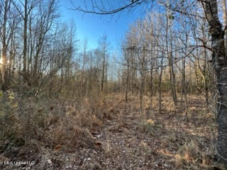 60 Country Church Road Ashland, MS 38603 - Photo 7 of 18 unnamed (2)