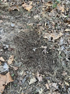60 Country Church Road Ashland, MS 38603 - Photo 10 of 18 unnamed (5)