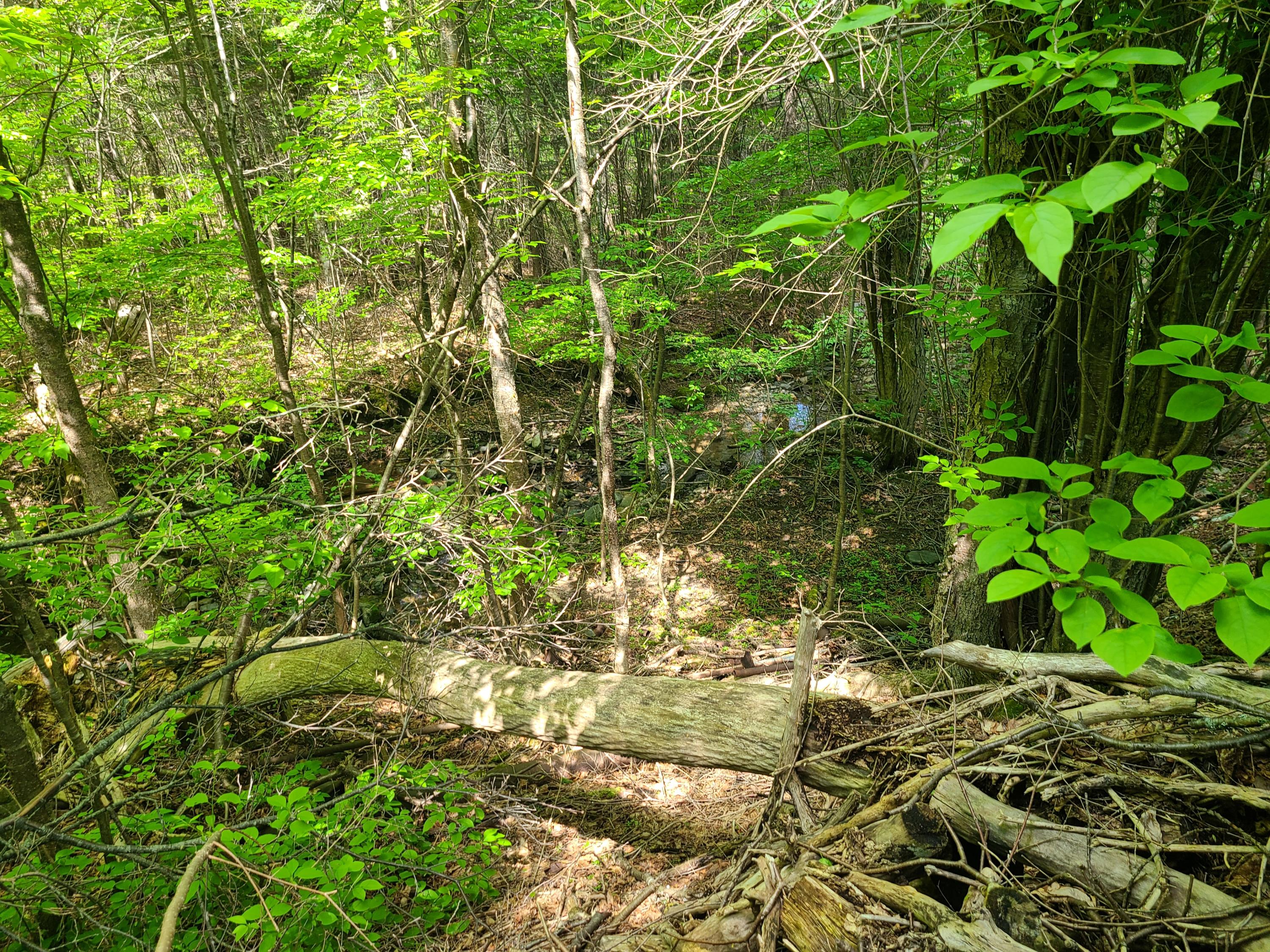 59 South Patten Road Patten, ME 04765 - Photo 6 of 28 20210602_105615