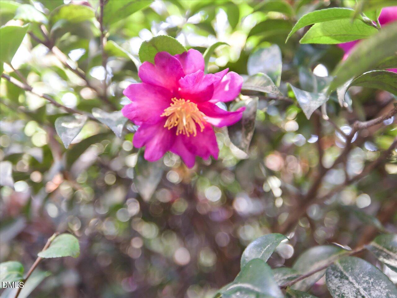4001 Brothwell Court Raleigh, NC 27606 - Photo 71 of 85 76-Landscaping