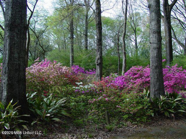 214 Parks Road Jackson, MS 39212 - Photo 88 of 96 Azaelas