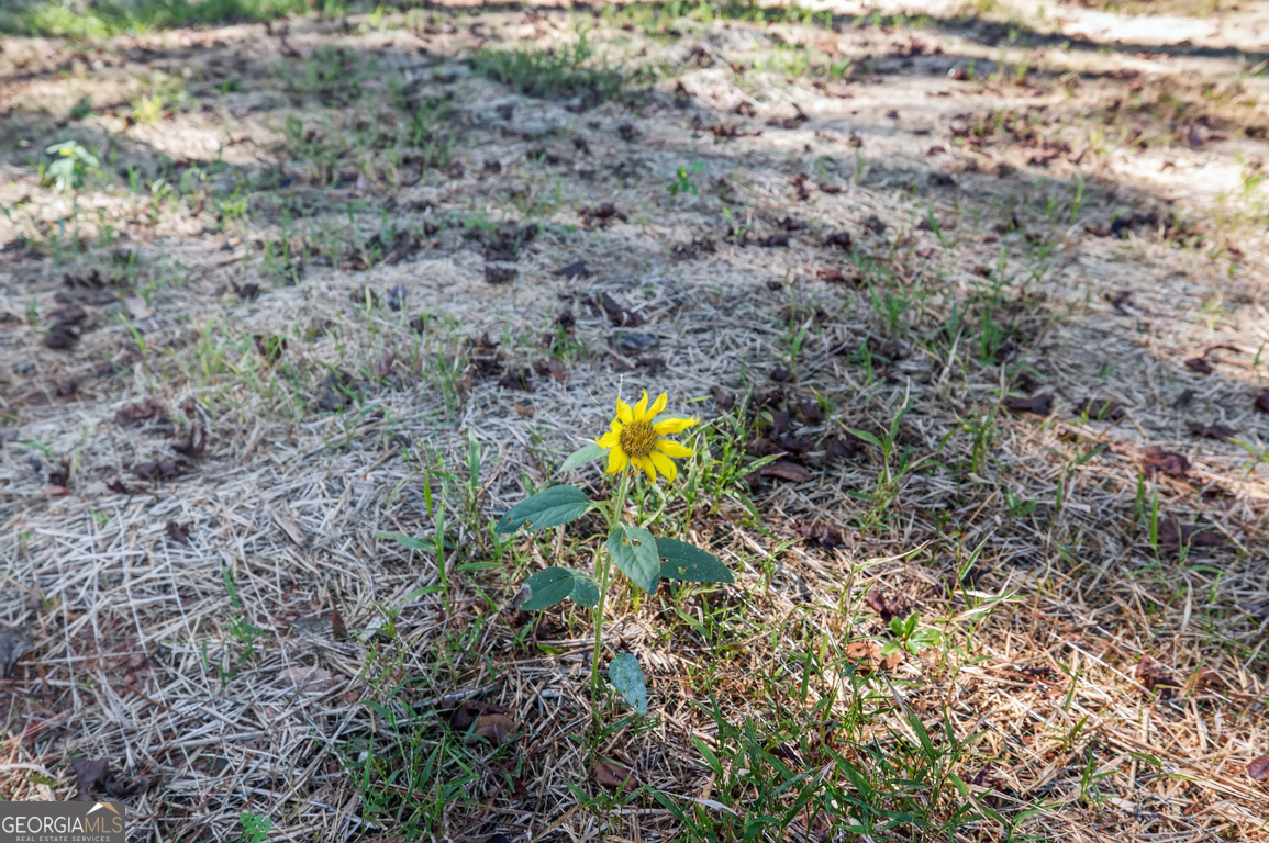 51 Brockton Way, Unit 2 Winder, GA 30680 - Photo 37 of 38 a view of a yard with a tree