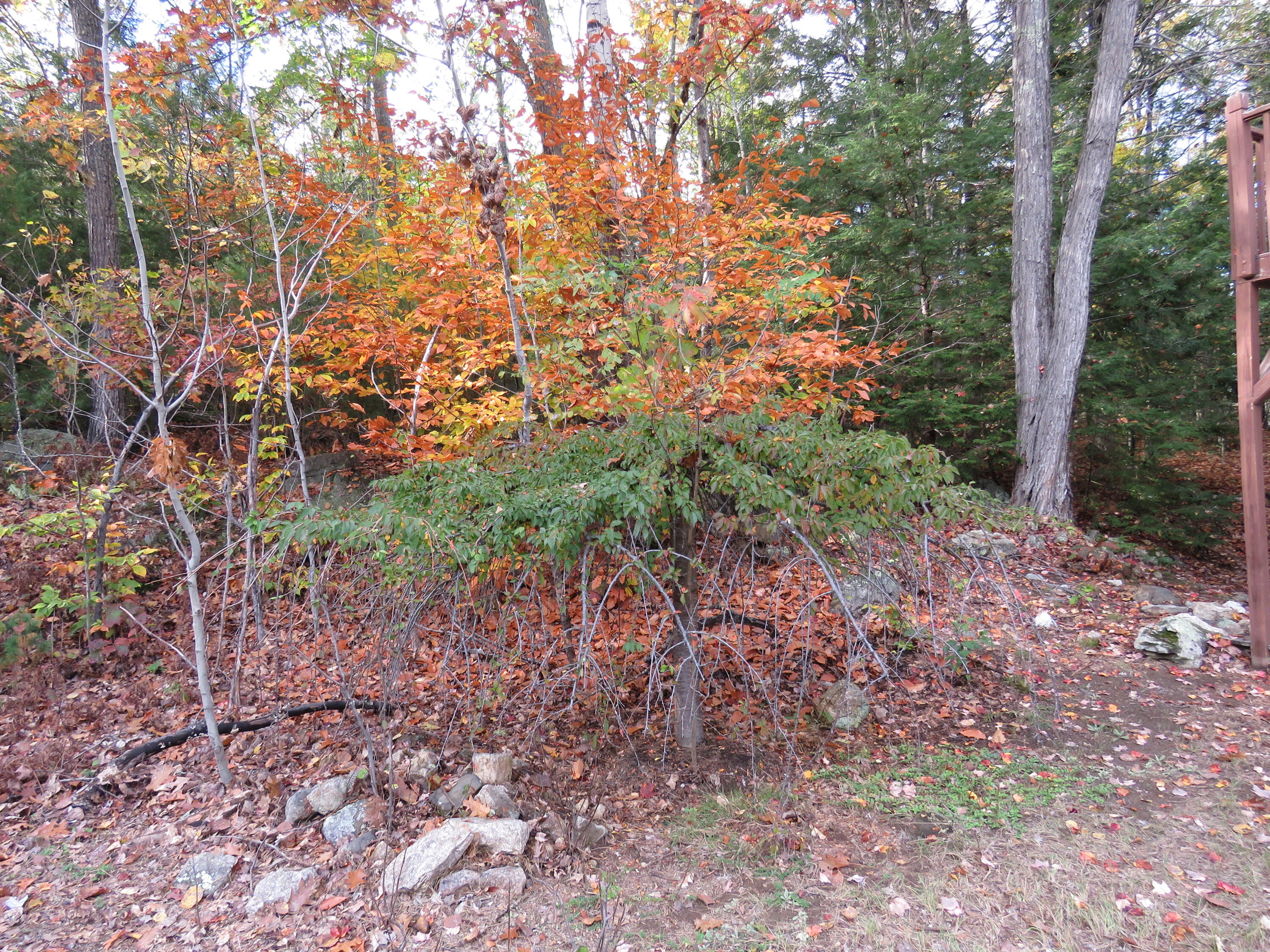 85 Ramsdell Road Hebron, ME 04238 - Photo 32 of 36 IMG_3454