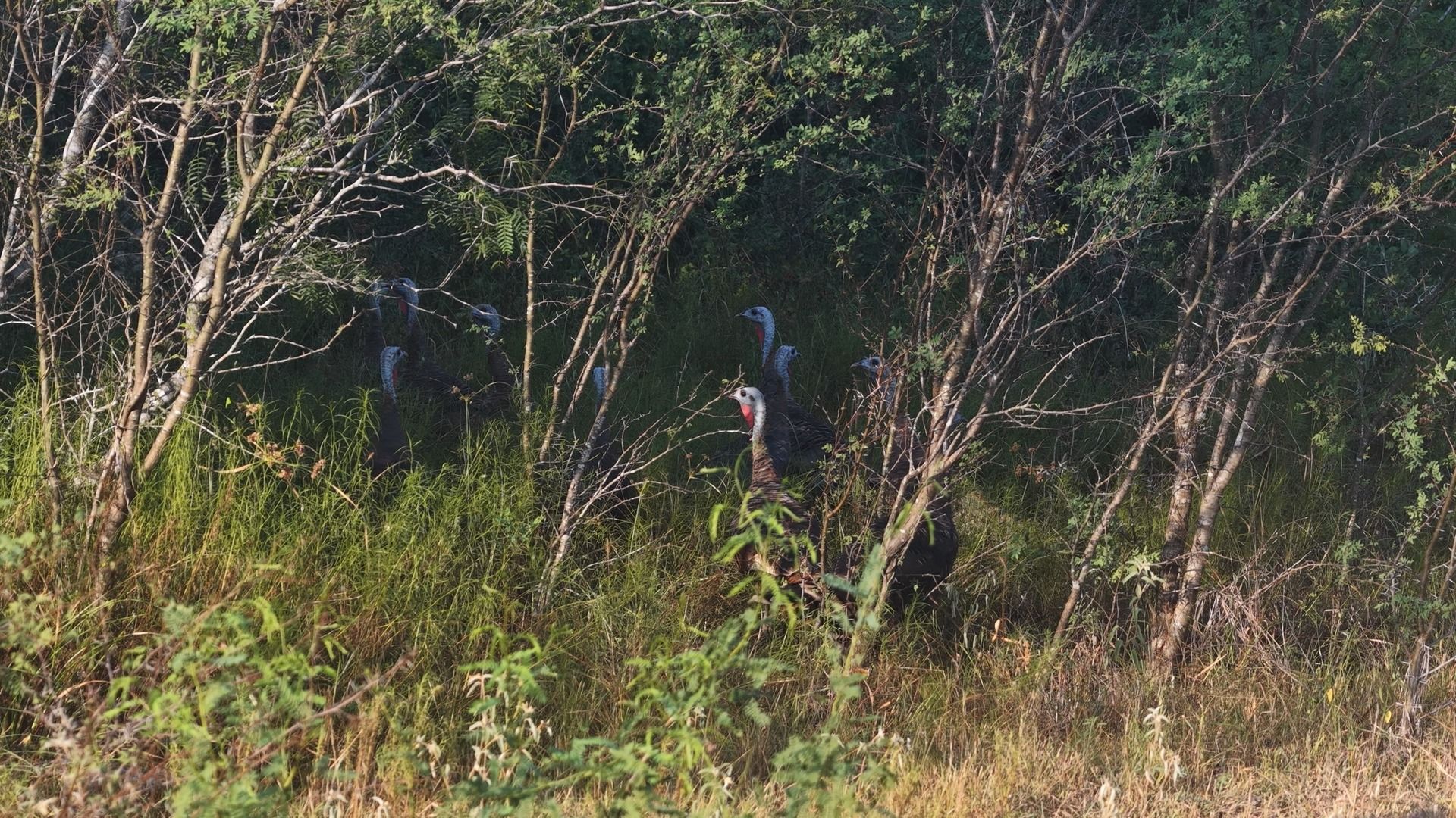 251 Old Goliad Road Refugio, TX 78377 - Photo 10 of 40 Mature trees and native brush define this scenic countryside property.