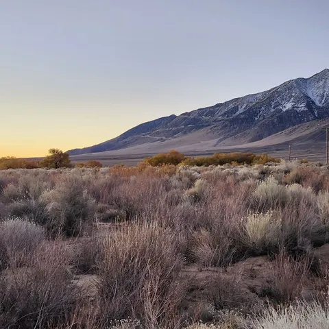 a view of a dry yard with green space