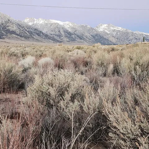 a view of a dry yard