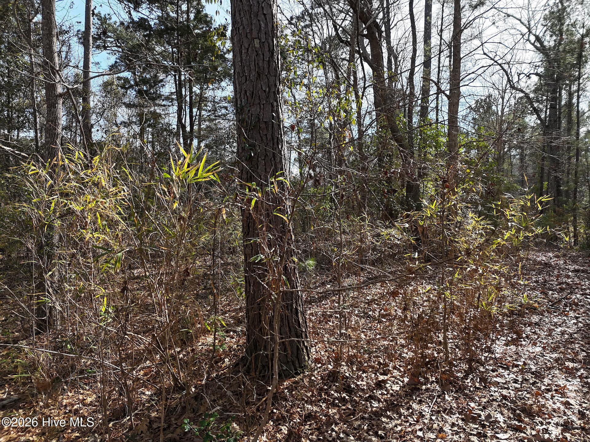 5.19-acres Winding Branch Road Hampstead, NC 28443 - Photo 11 of 14 Ground Shot 4