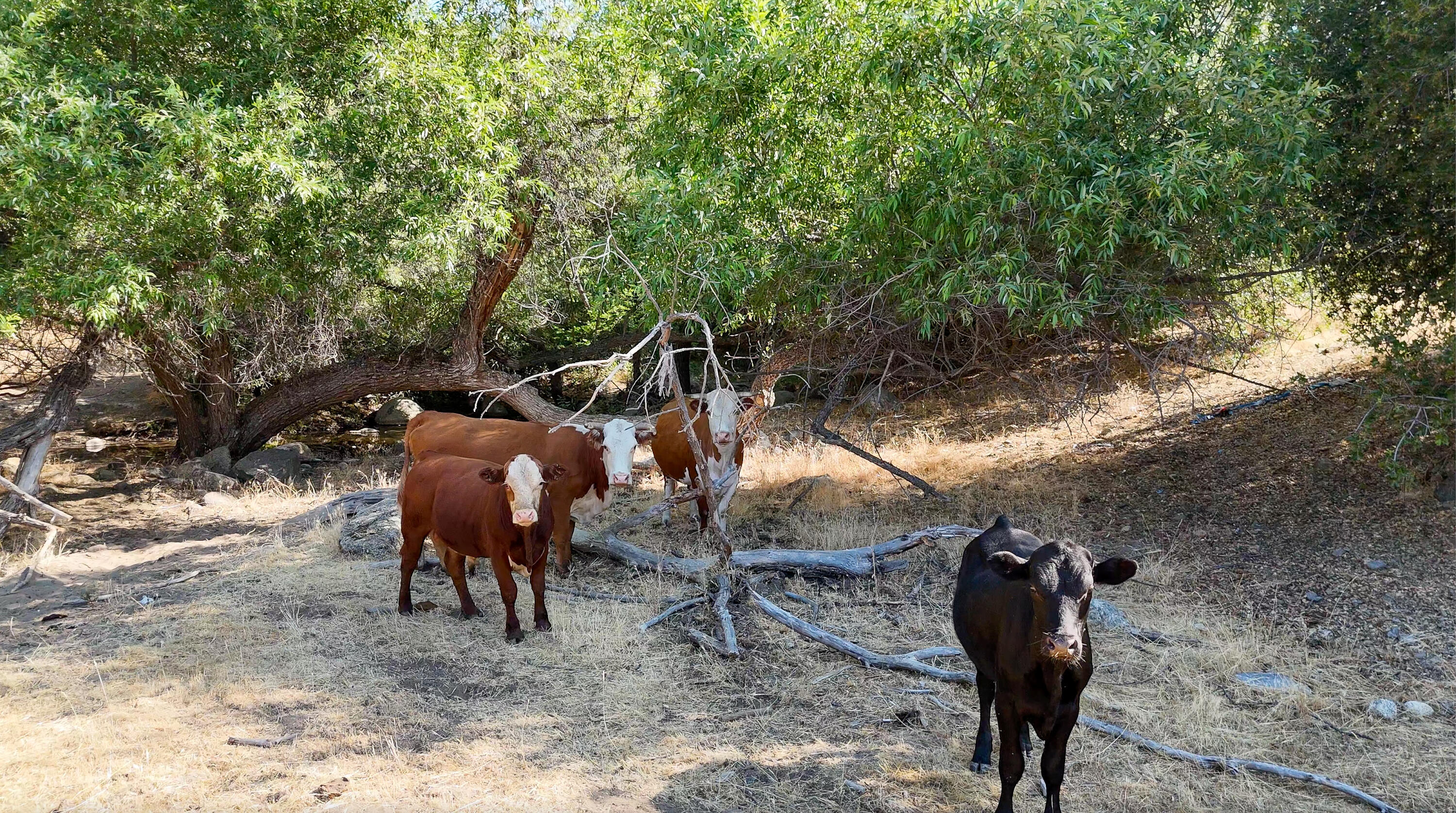 0 Whitaker Forest Road Miramonte, CA 93603 - Photo 8 of 15 Cattle