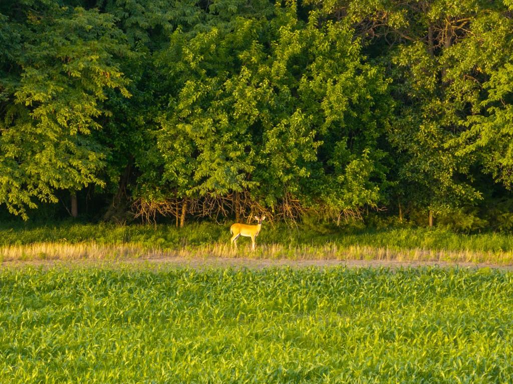 Northeast Marshall Road Hamilton, MO 64644 - Photo 18 of 45