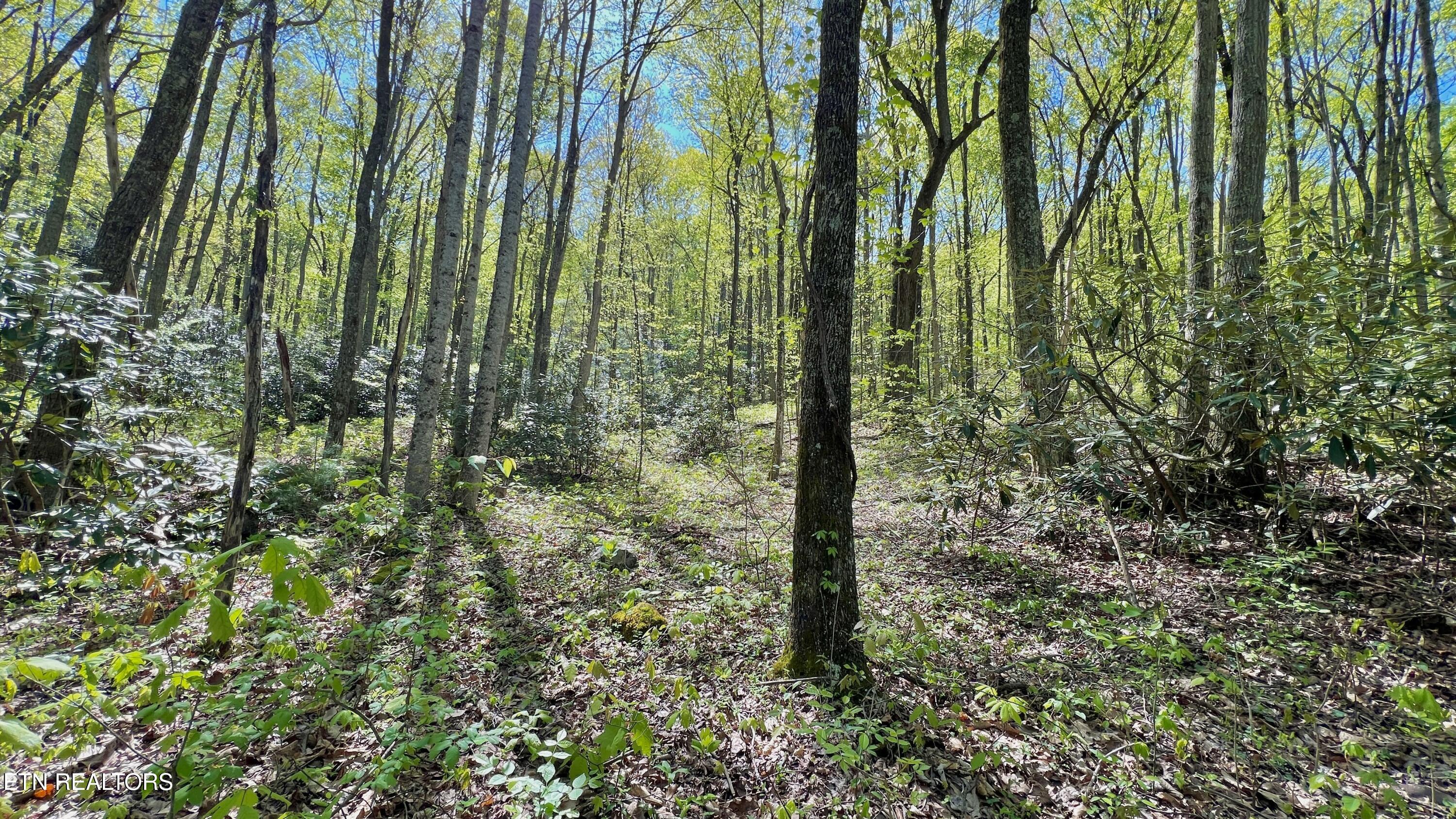981 Critter Vly Way Newport, TN 37821 - Photo 22 of 34 981 Critter Valley Way, Newport, TN