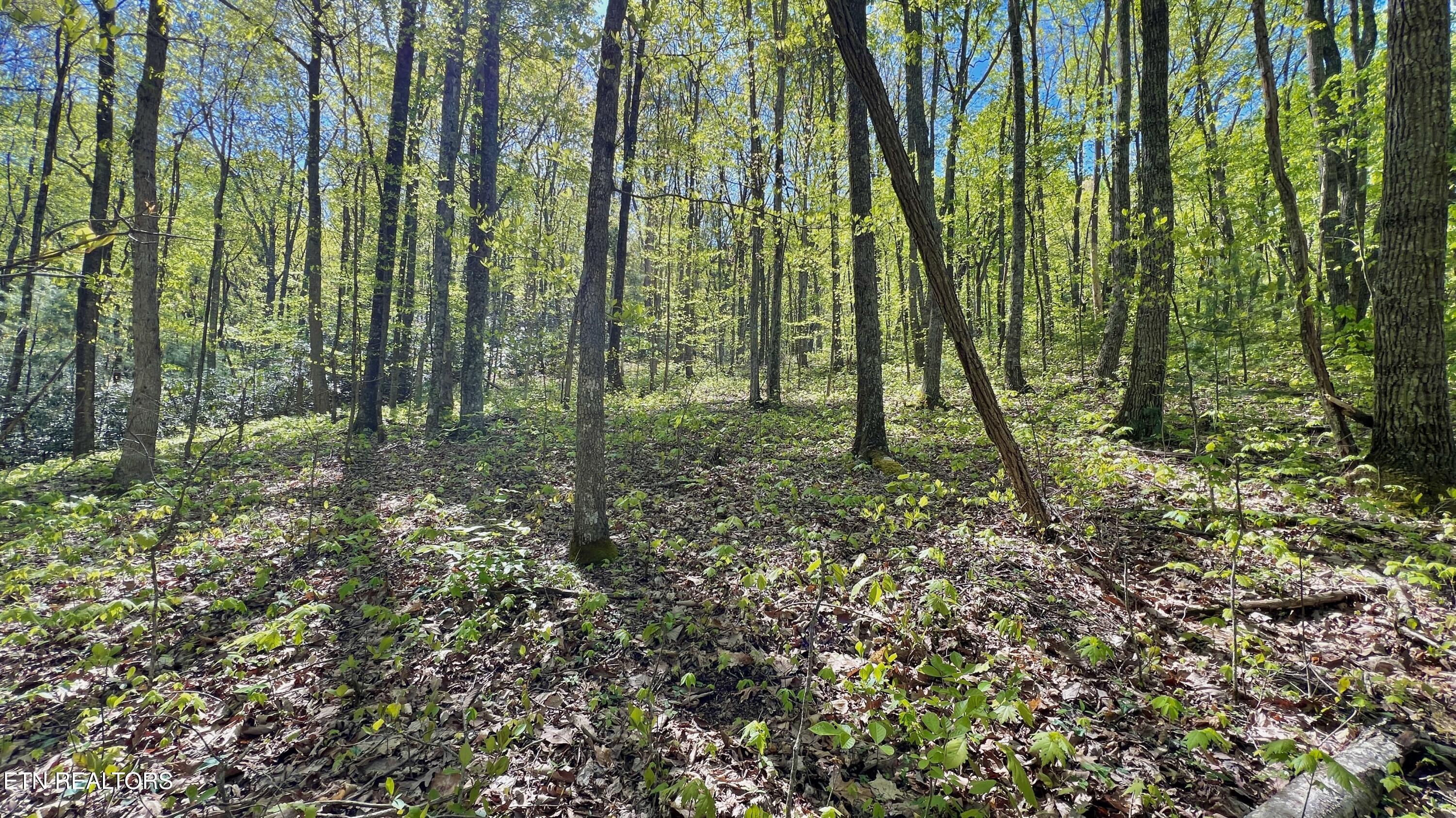 981 Critter Vly Way Newport, TN 37821 - Photo 25 of 34 981 Critter Valley Way, Newport, TN