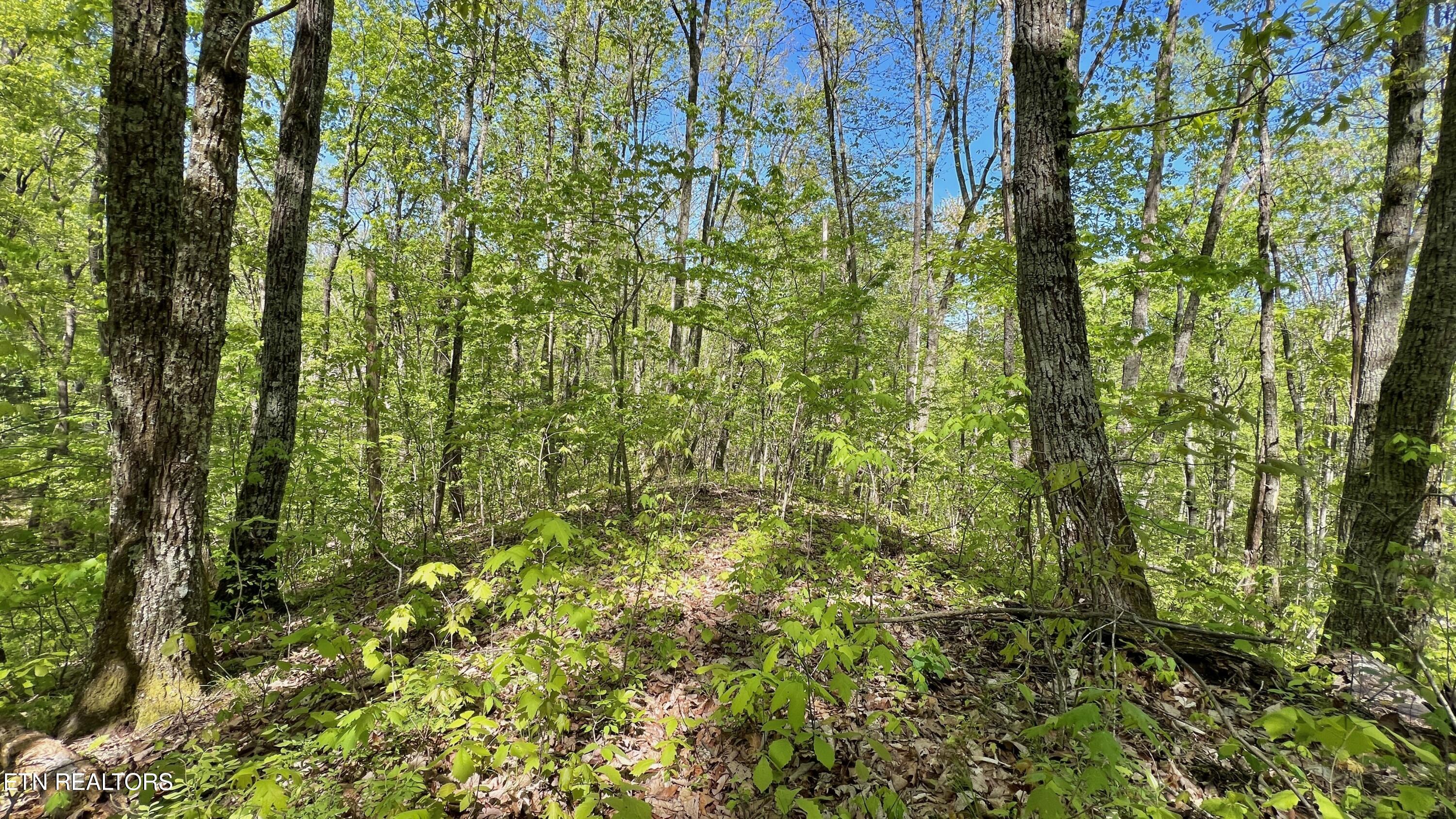 981 Critter Vly Way Newport, TN 37821 - Photo 27 of 34 981 Critter Valley Way, Newport, TN