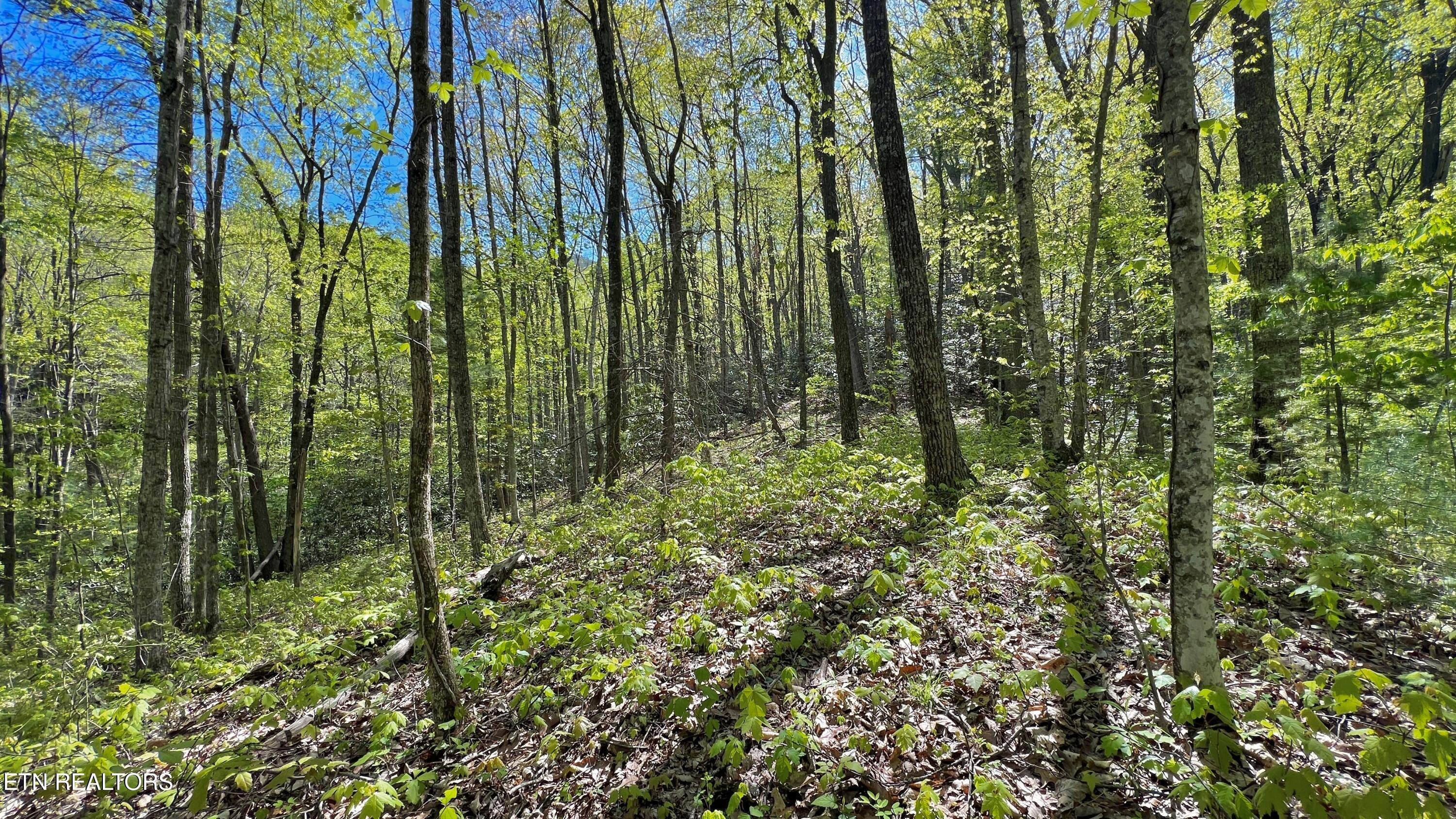 981 Critter Vly Way Newport, TN 37821 - Photo 28 of 34 981 Critter Valley Way, Newport, TN