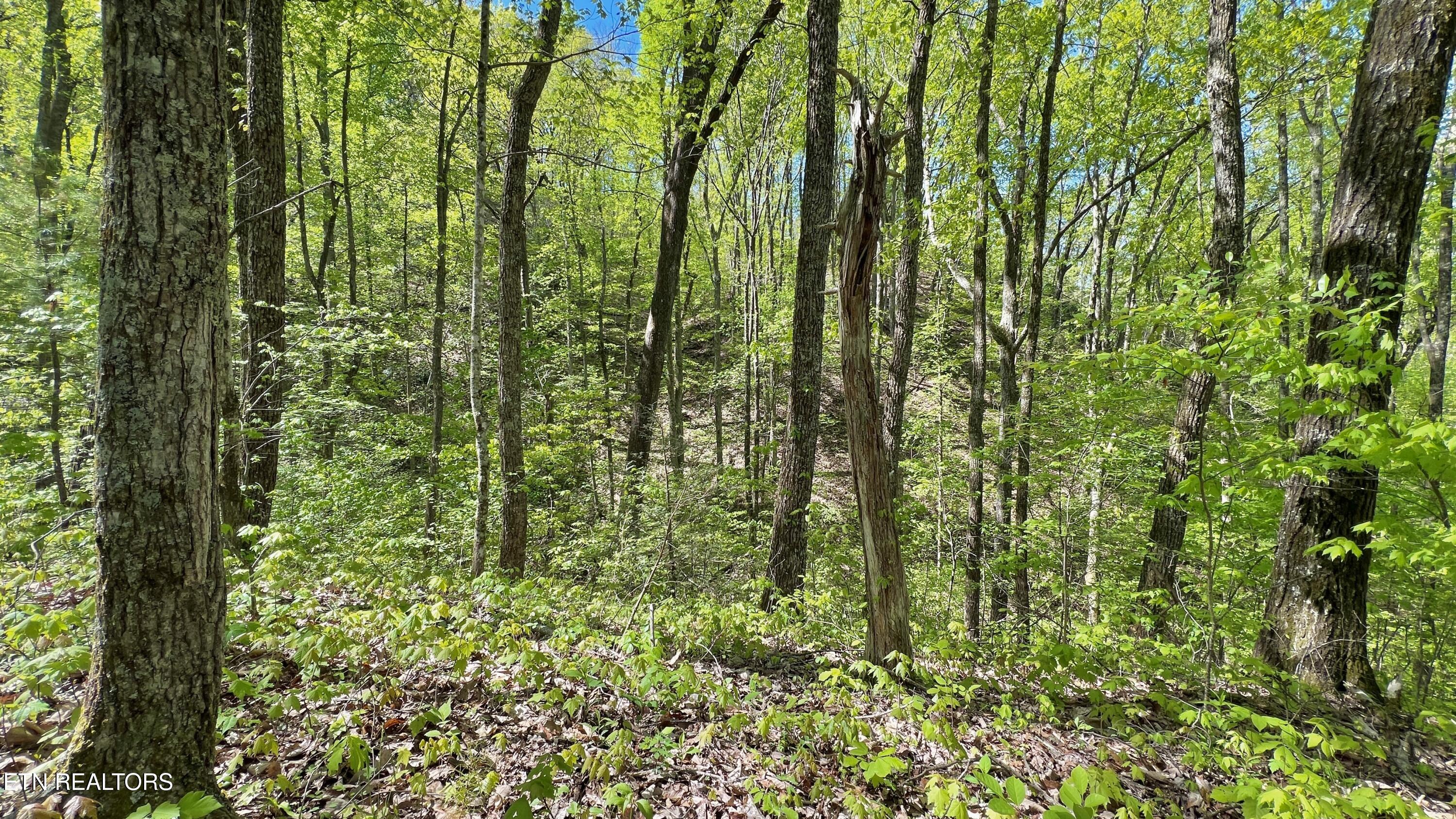 981 Critter Vly Way Newport, TN 37821 - Photo 29 of 34 981 Critter Valley Way, Newport, TN