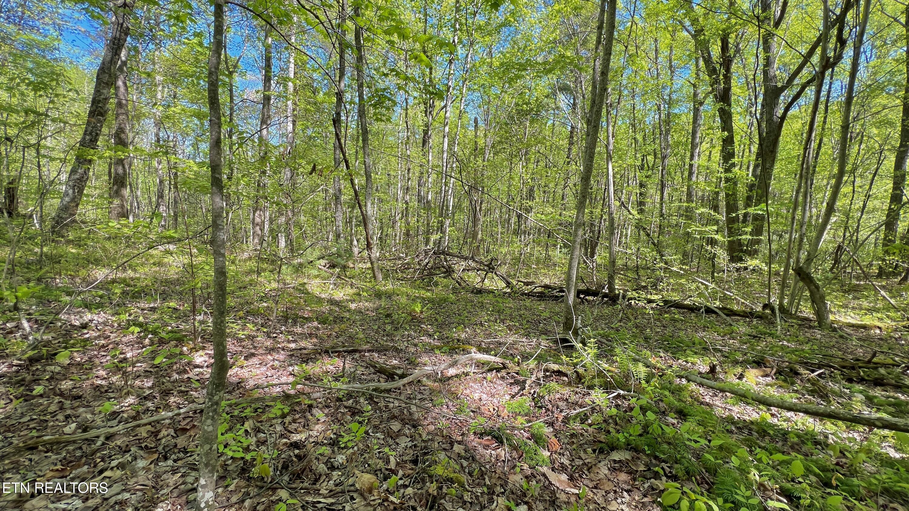 981 Critter Vly Way Newport, TN 37821 - Photo 31 of 34 981 Critter Valley Way, Newport, TN