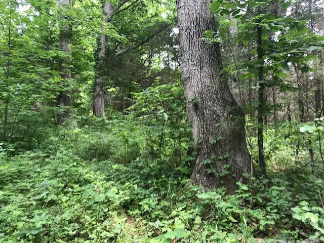 4629 Chapel Road Cynthiana, KY 41031 - Photo 18 of 30 Gallery Image 18