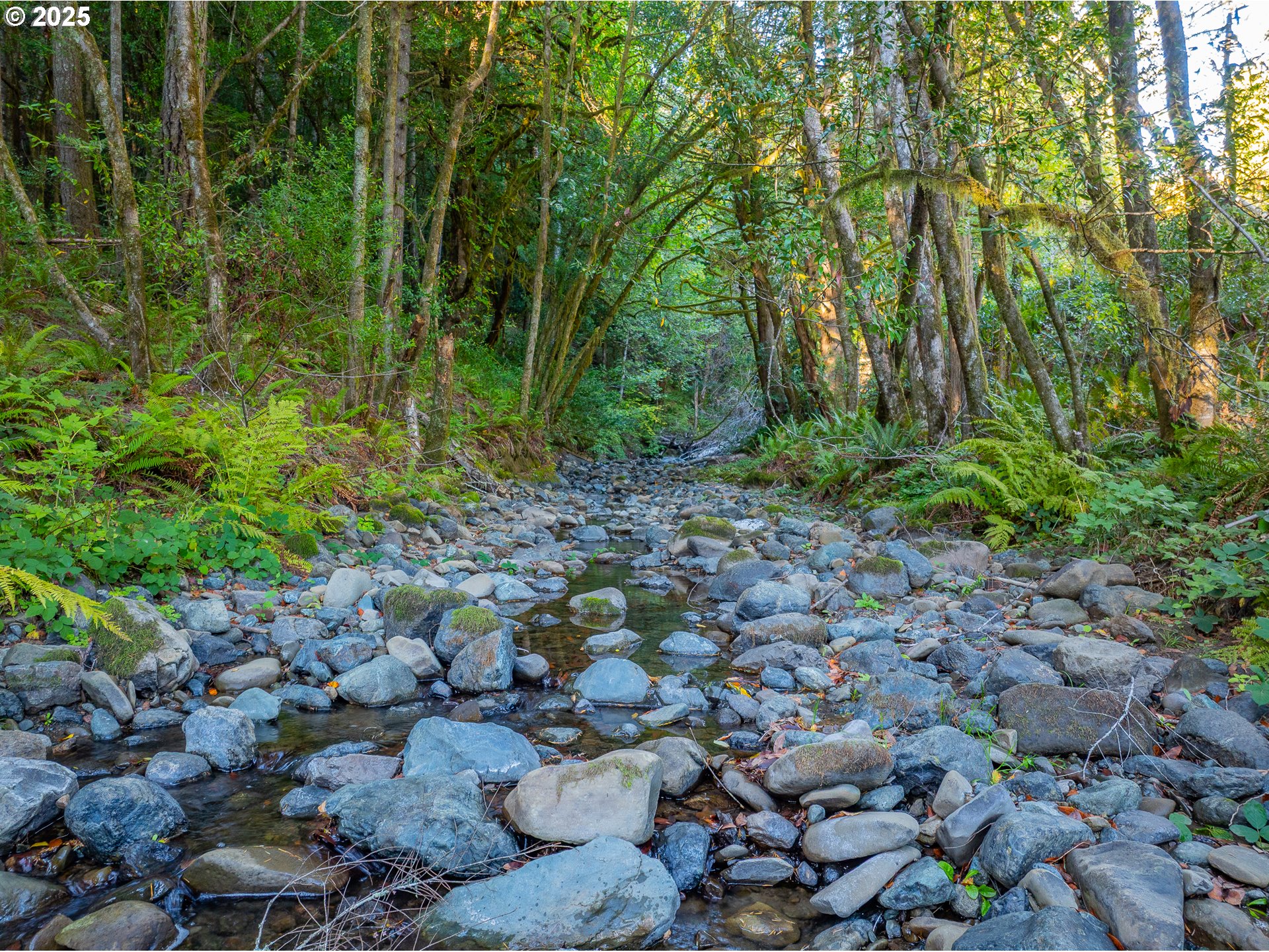 20191 Highway 42 Myrtle Point, OR 97458 - Photo 35 of 41 a view of a forest with lots of trees