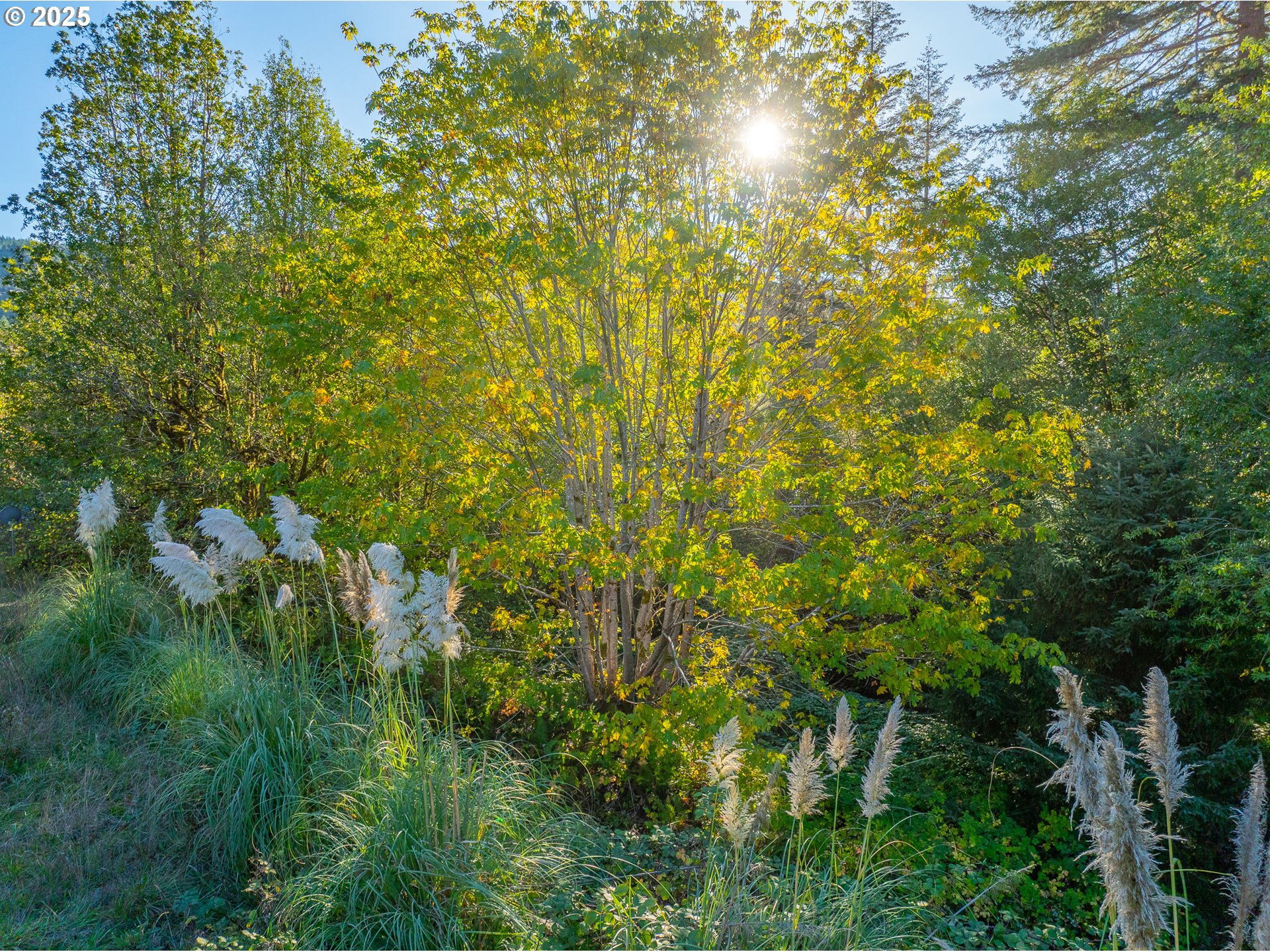 20191 Highway 42 Myrtle Point, OR 97458 - Photo 41 of 41 a view of a bunch of trees