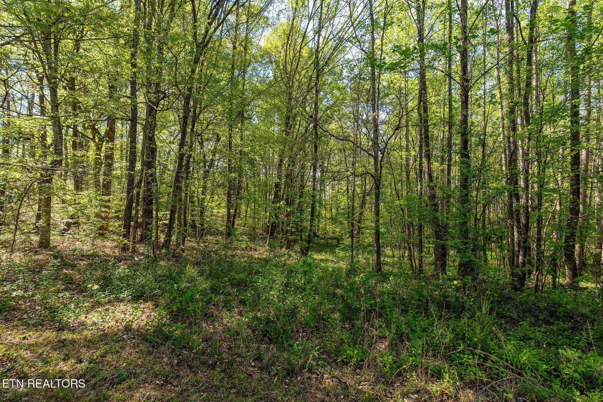 110 Keller Road Afton, TN 37616 - Photo 54 of 56 Gallery Image 54