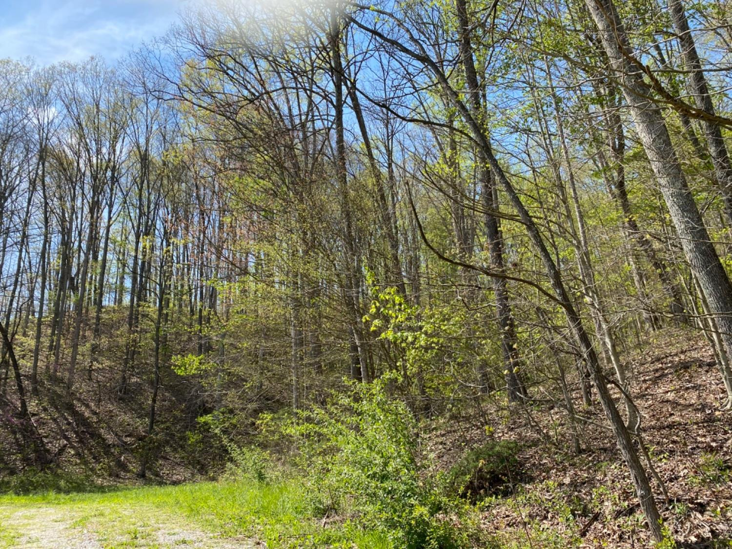 9999 Powell Branch Road Bimble, KY 40915 - Photo 5 of 15 Photo 5