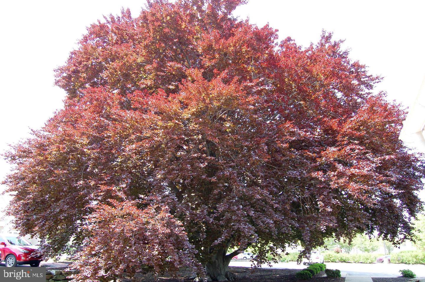 152 Stoyer Road Coatesville, PA 19320 - Photo 47 of 68 The Copper Beech Tree saw a lot of construction