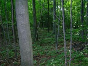 30 Pittman Road Lisle, NY 13803 - Photo 6 of 9 Gallery Image 6