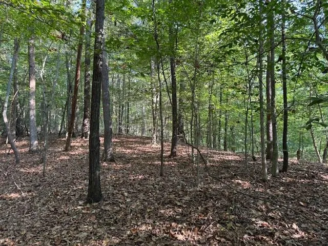 a view of outdoor space with lots of trees