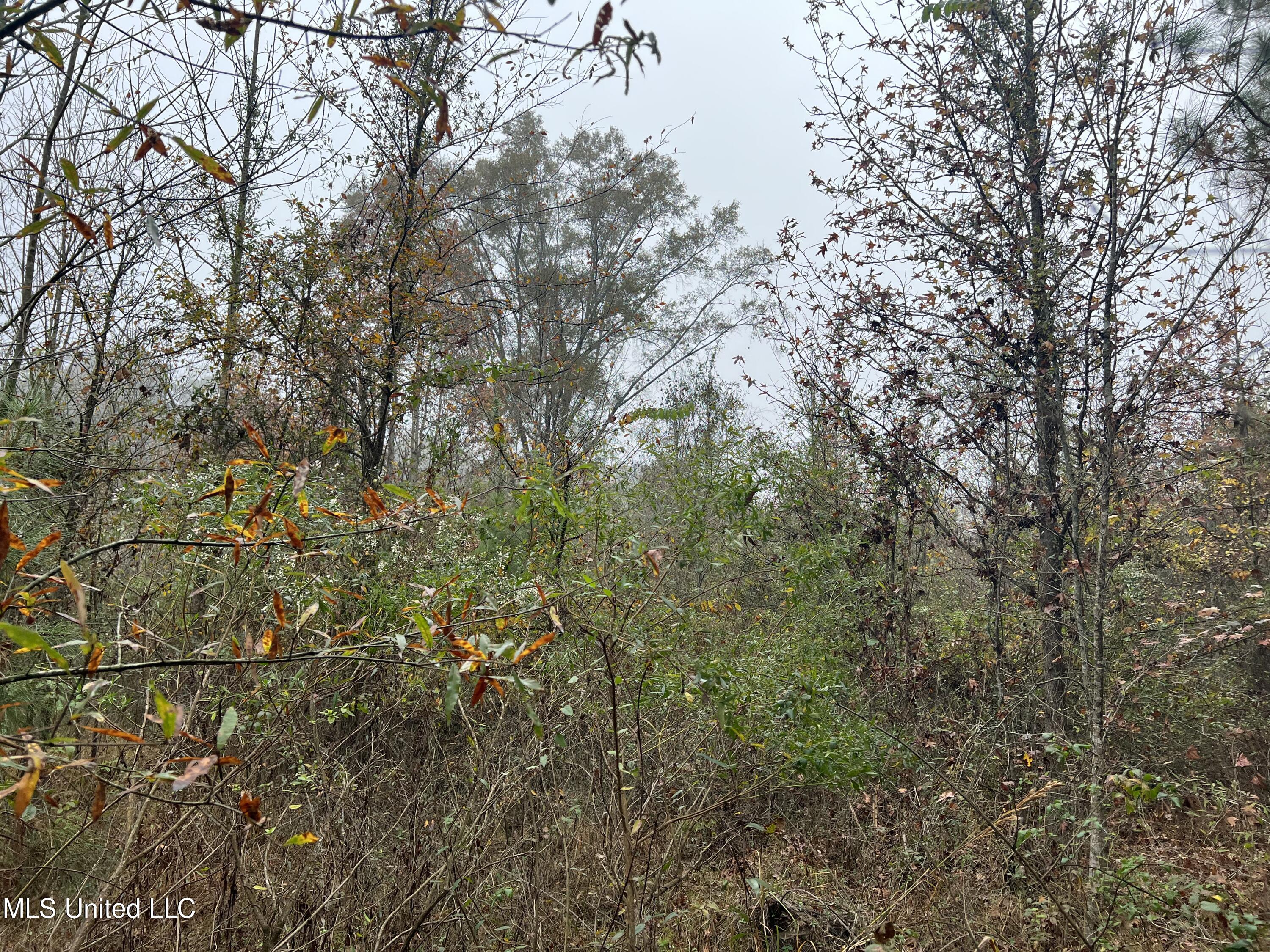 0 Robinson Road Carthage, MS 39051 - Photo 16 of 24 IMG_8527