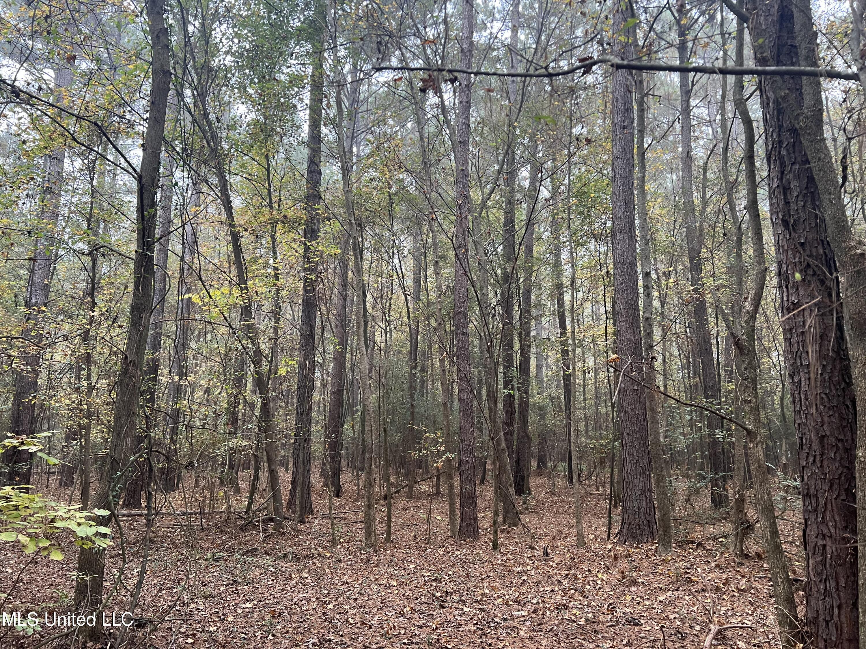 0 Robinson Road Carthage, MS 39051 - Photo 17 of 24 IMG_8528