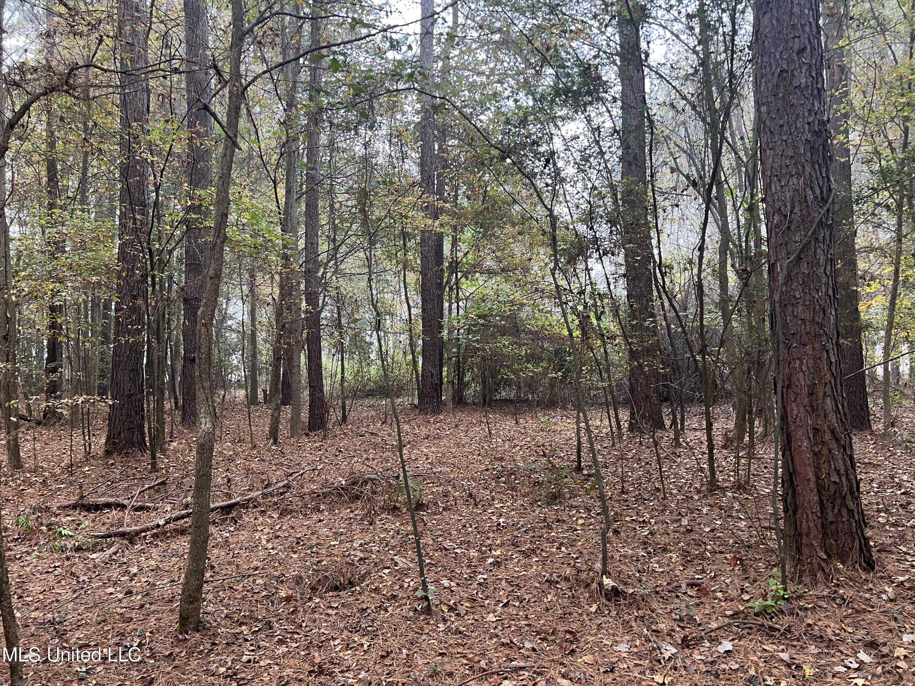 0 Robinson Road Carthage, MS 39051 - Photo 18 of 24 IMG_8529