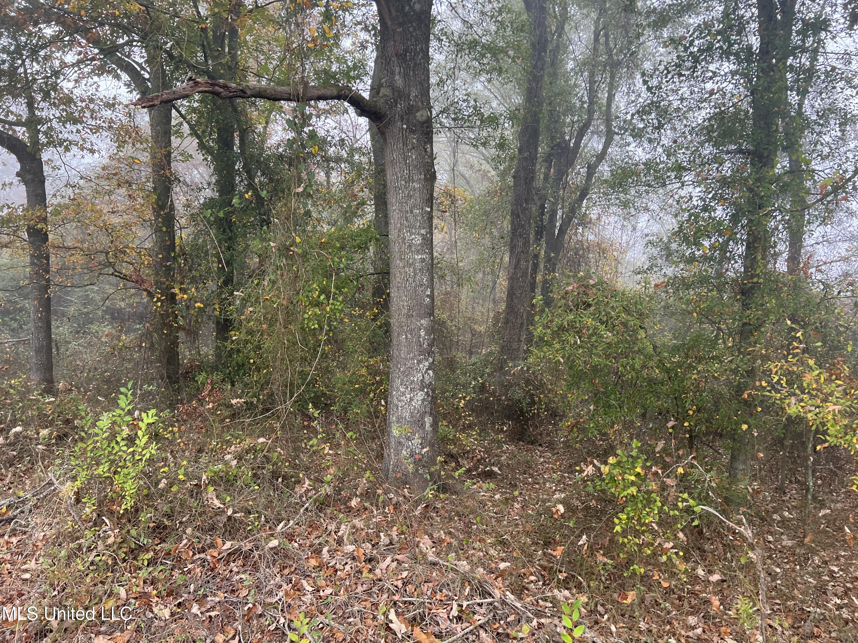 0 Robinson Road Carthage, MS 39051 - Photo 2 of 24 IMG_8513
