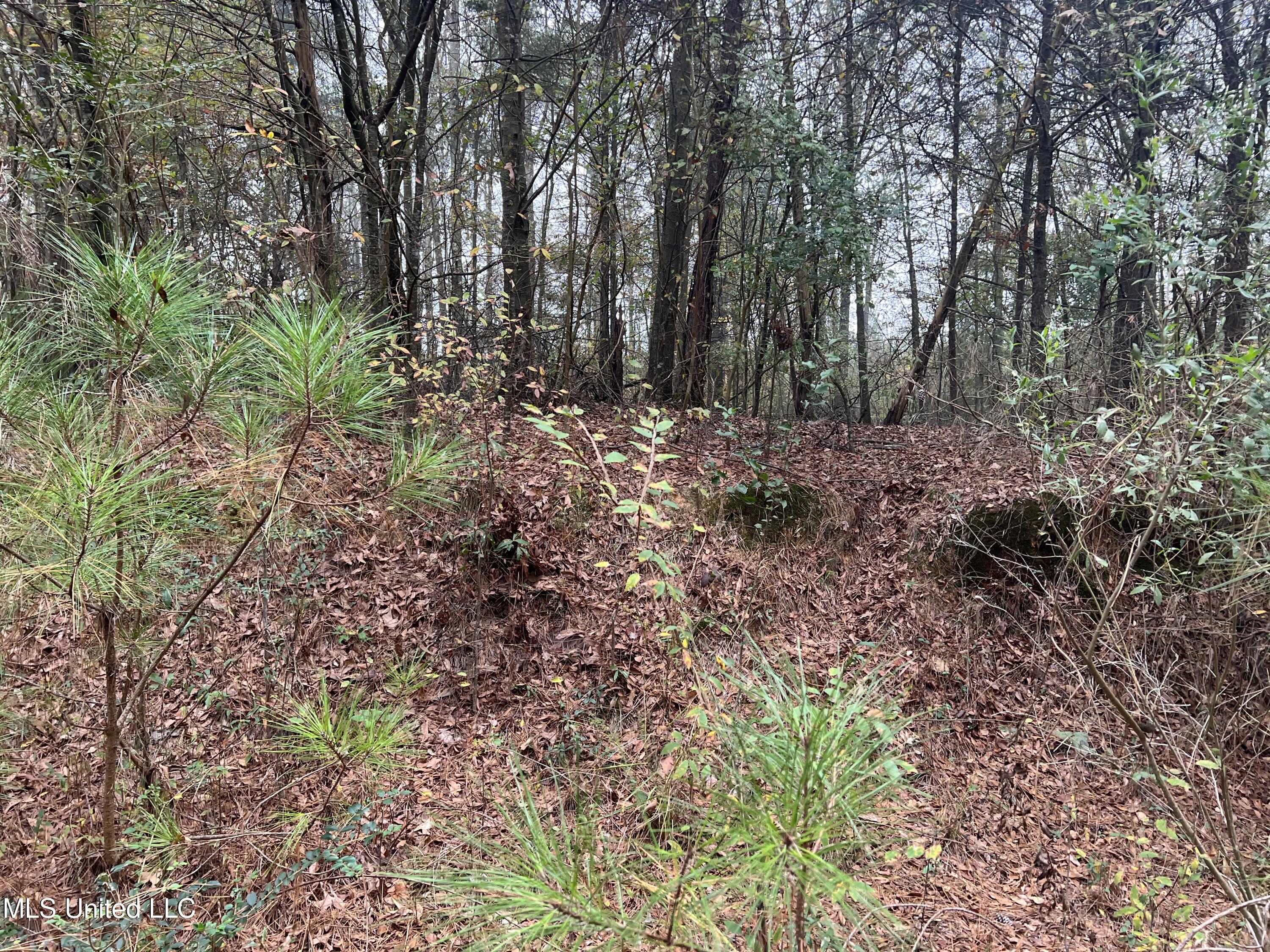 0 Robinson Road Carthage, MS 39051 - Photo 22 of 24 IMG_8534