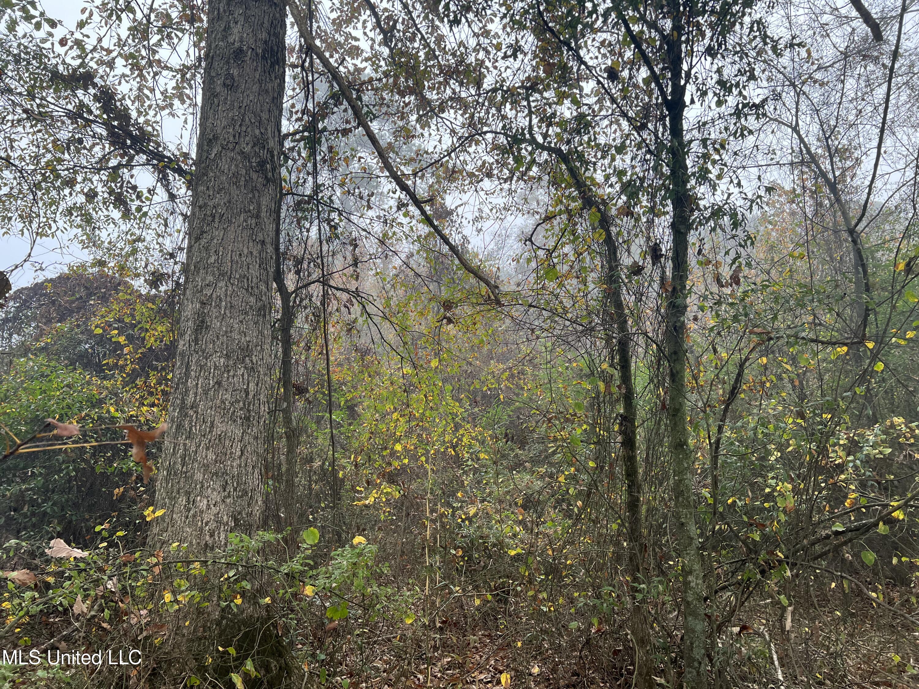 0 Robinson Road Carthage, MS 39051 - Photo 4 of 24 IMG_8515
