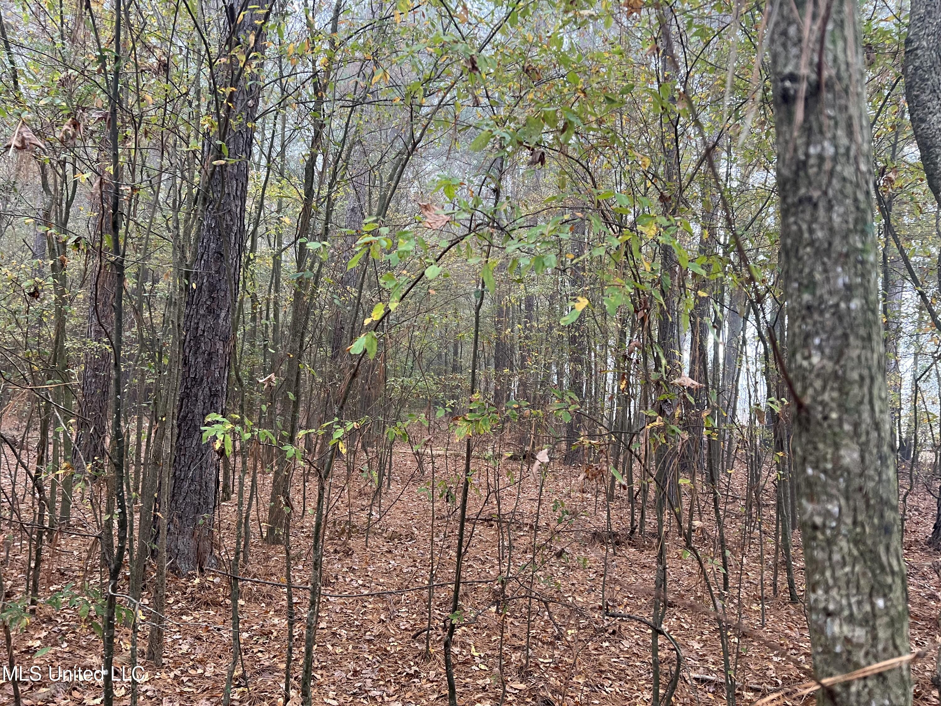 0 Robinson Road Carthage, MS 39051 - Photo 9 of 24 IMG_8520